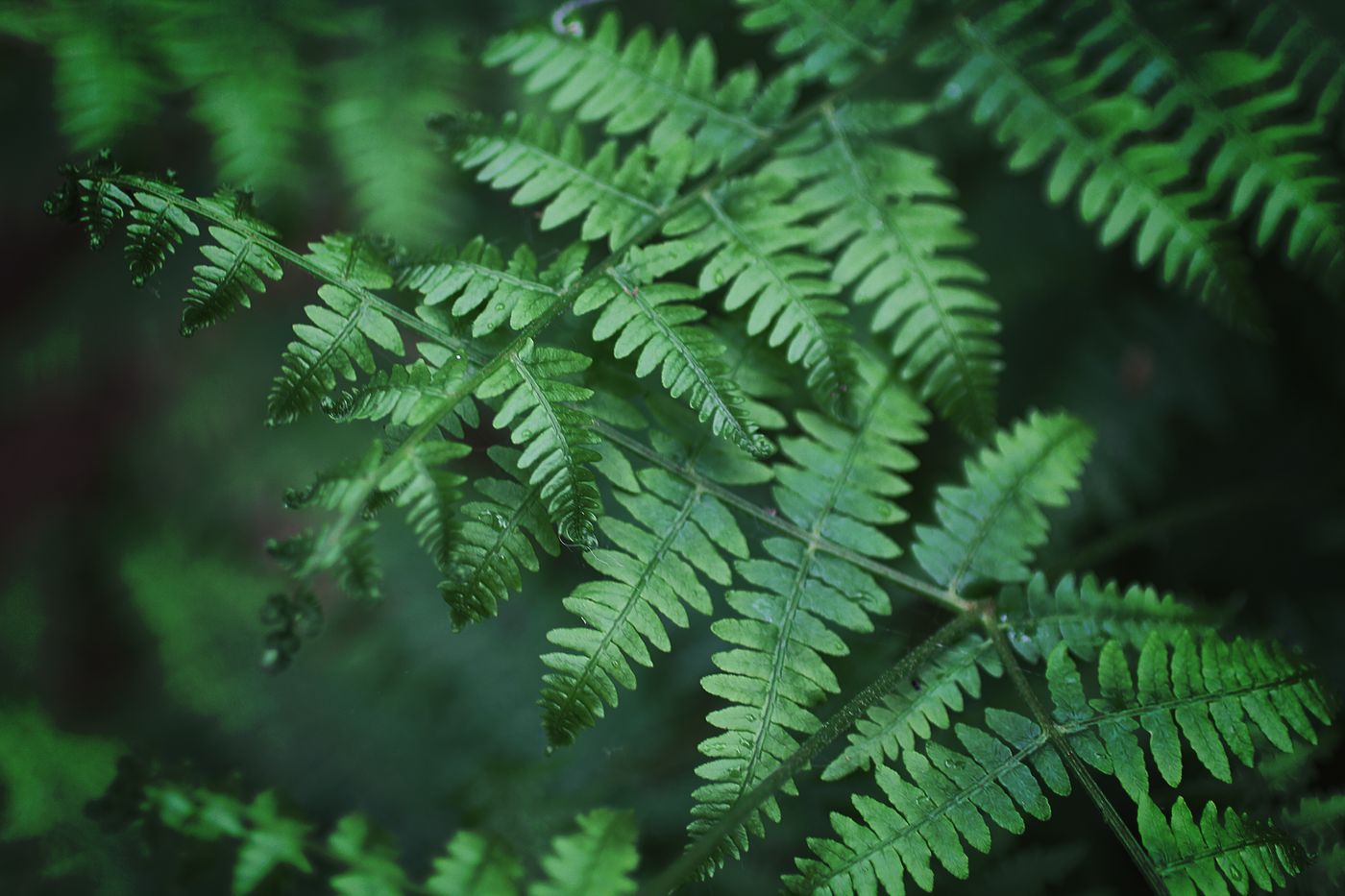 Soft close-up of green fern leaves