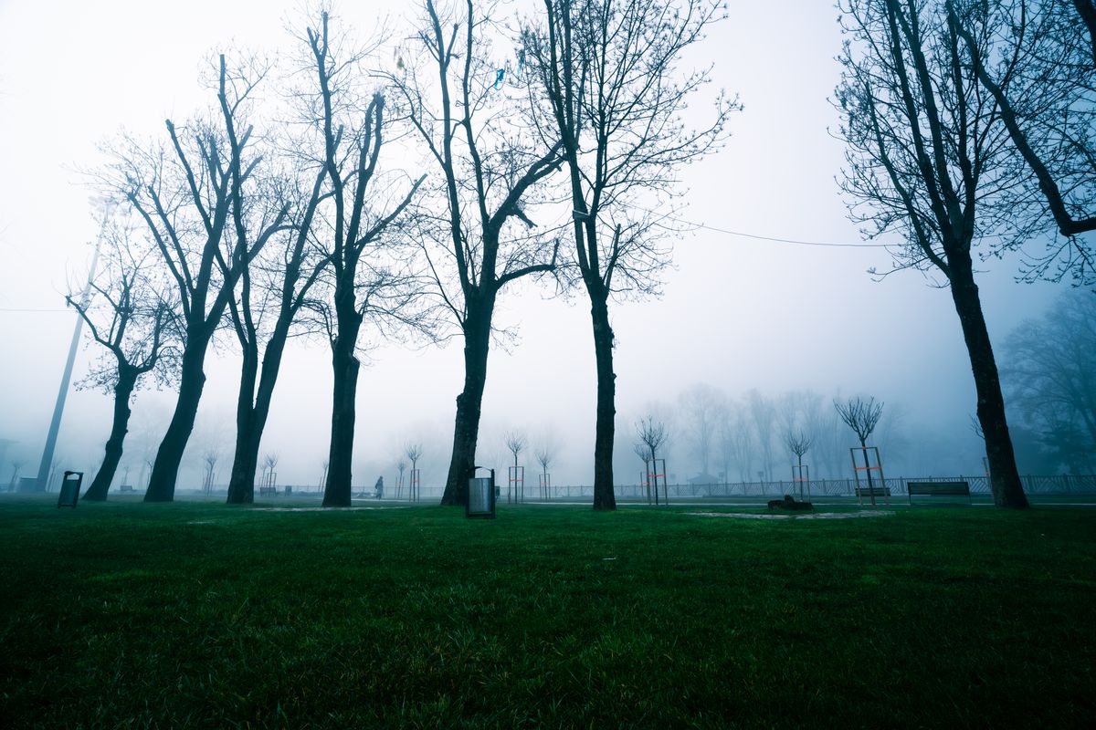 Misty park with bare trees